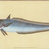 Hake, Gadus Merluccius