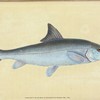 Cyprinus Barbus, Barbel