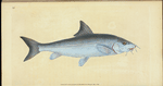 Cyprinus Barbus, Barbel