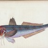 Grey Gurnard, Trigla Gurnardus
