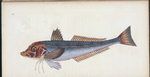 Grey Gurnard, Trigla Gurnardus