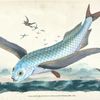Flying-fish, Exocoetus Volitans.