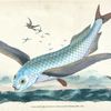 Flying-fish, Exocoetus Volitans