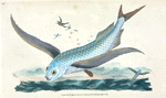 Flying-fish, Exocoetus Volitans
