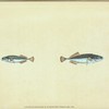 Ten-spined Stickleback, Gasterosteus pungitius
