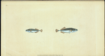 Ten-spined Stickleback, Gasterosteus pungitius