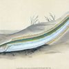 Sand Launce, Ammodytes Tobianus