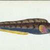 Viviparous Blenny, Blennius viviparous