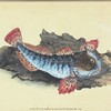 Father Lasher, or Sea Scorpion, Cottus Scorpius