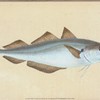Whiting, Gadus Merlangius