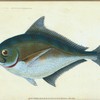 Ray's toothed Gilt-head, Sparus Raii
