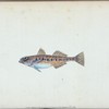 Spotted Goby, Gobius minutus