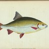 Red-eye, Cyprinus erythrophthalmus