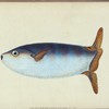 Truncated Sun-fish, Tetrodon truncatus