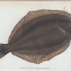 Small-headed Dab, Pleuronectes microcephalus