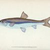 Gudgeon, Cyprinus Gobio