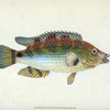 Goldfinny, Labrus Cornubiensis
