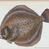 Turbot, Pleuronectes maximus