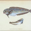 Unctuous Sucker, Cyclopterus liparis