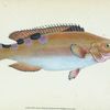 Trimaculated Wrasse, Labrus trimaculatus
