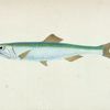 Anchovy, Clupea encrasicolus
