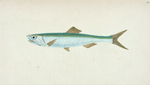 Anchovy, Clupea encrasicolus