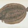 Whiff, Pleuronectes Megastoma