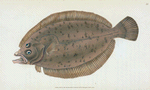 Whiff, Pleuronectes Megastoma