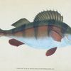 Common Perch, Perca Fluviatilis