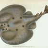 Electric Ray, Raja Torpedo