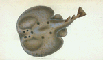 Electric Ray, Raja Torpedo