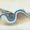 Lesser Lamprey, Petromyzon fluvialitis
