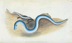 Lesser Lamprey, Petromyzon fluvialitis