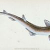 Lesser Spotted Dog-fish, Squalus Catulus