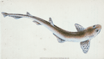 Lesser Spotted Dog-fish, Squalus Catulus