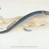 Shorter Pipe-fish, Syngnathus Typhle