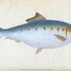 Shad, Clupea alosa