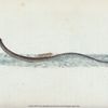 Pelagic Pipe-fish, Syngnathus Pelagicus