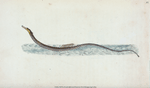 Pelagic Pipe-fish, Syngnathus Pelagicus