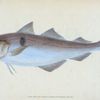 Haddock, Gadus Æglefinus