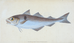 Haddock, Gadus Æglefinus