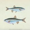 Minow, Cyprinus phoxinus