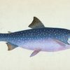 Alpine Charr, Salmo alpinus