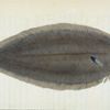 Sole, Pleuronectes Solea