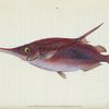 Snipe, or Trumpet-fish, Centriscus Scolopax