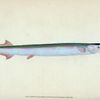 Common Gar-fish, Esox belone