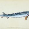 Common Sturgeon, Acipenser Sturio