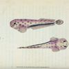 Diminutive Sucker, Cyclopterus Montagui
