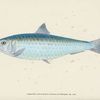 Pilchard, Clupea Pilcardus