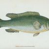 Wrasse, streaked, Labrus Lineatus